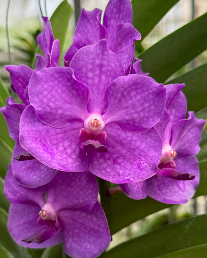Vanda Violet Point (V.Somsri Blue Classic x V.Pine River) monster size