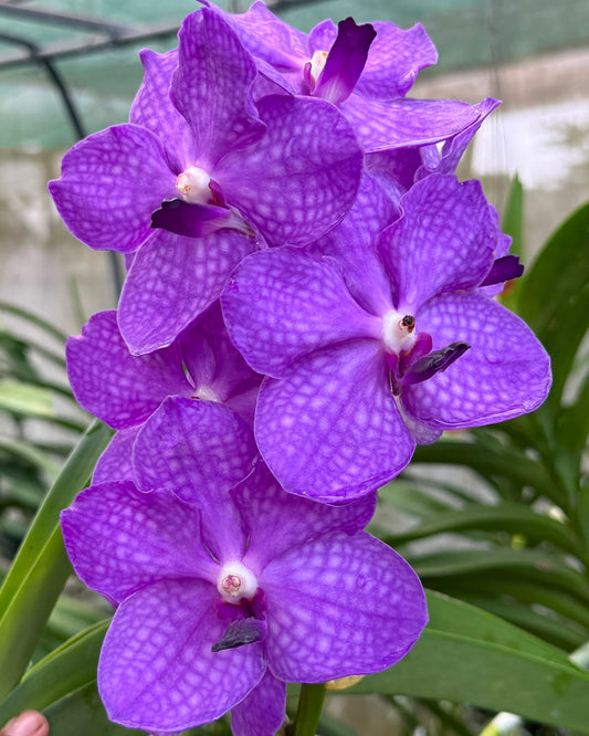Vanda Violet Point (V.Somsri Blue Classic x V.Pine River) monster size orchid