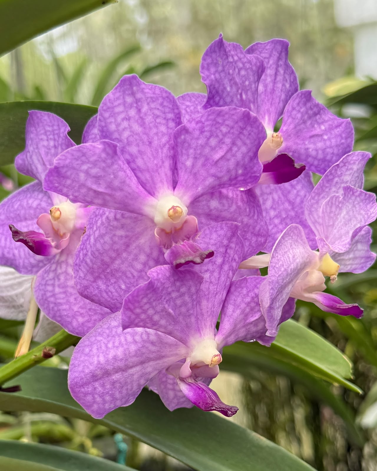 Vanda Violet Point (V.Somsri Blue Classic x V.Pine River) monster size