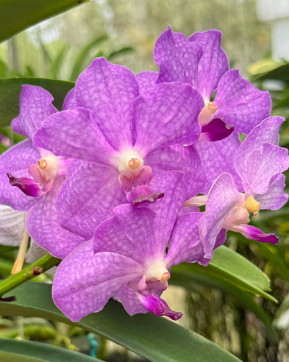 Vanda Violet Point (V.Somsri Blue Classic x V.Pine River) monster size