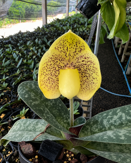 Paphiopedilum Wellesleyanum
