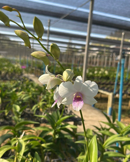 Dendrobium JK42 White Pink Lip