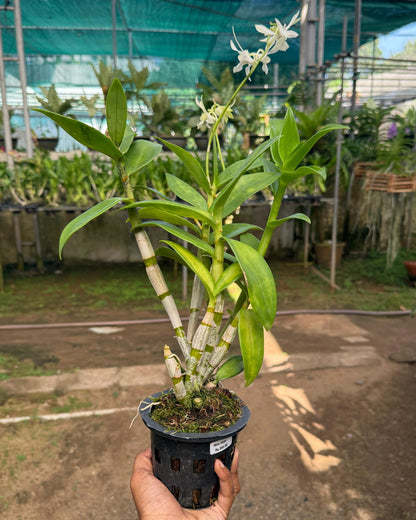 Dendrobium White Rabbit
