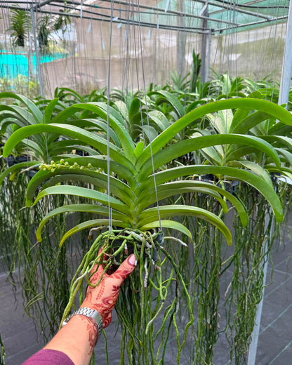 Vanda Wuttipanara Manoonya