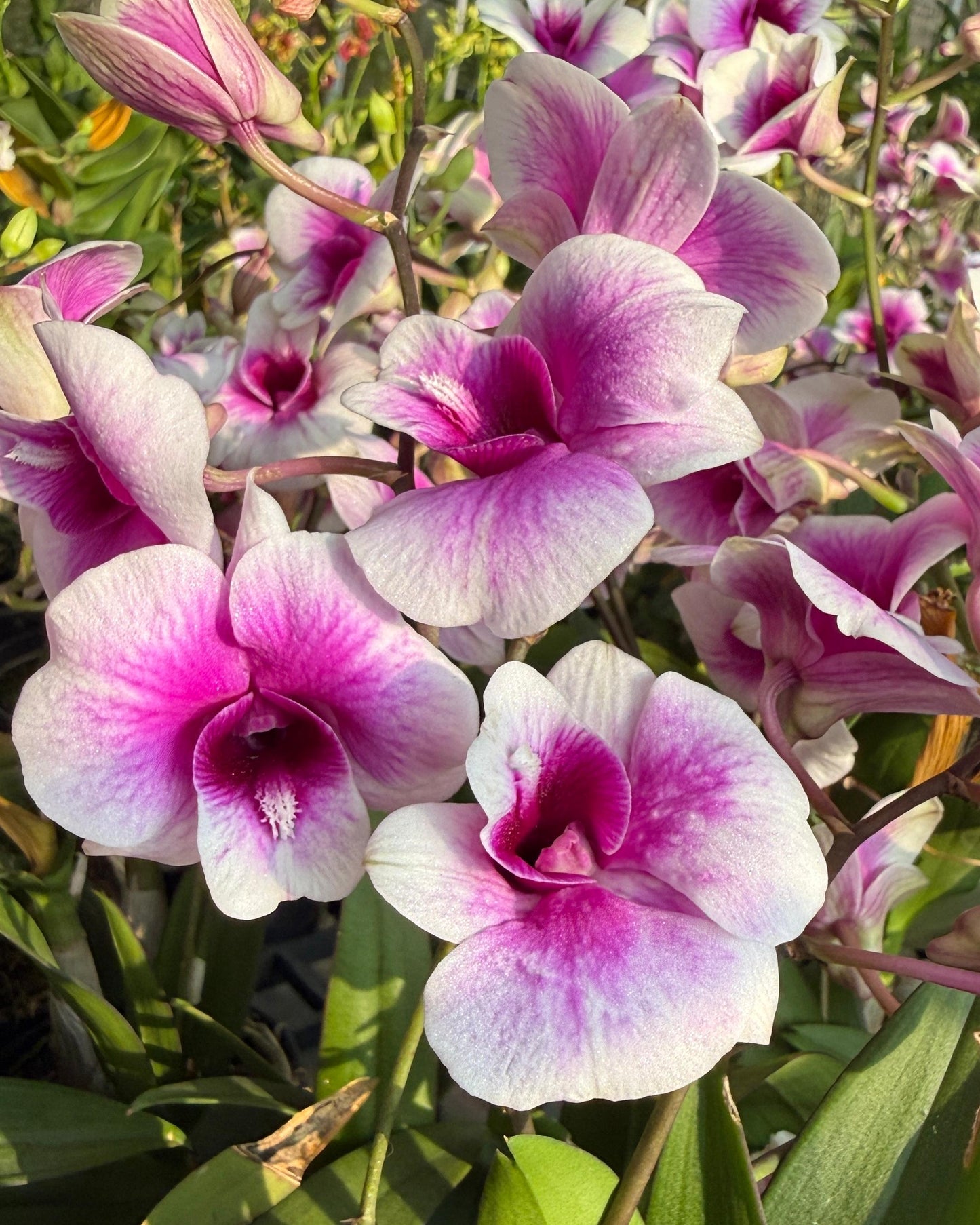 Dendrobium Yaya