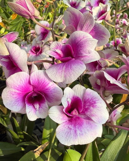 Dendrobium Yaya