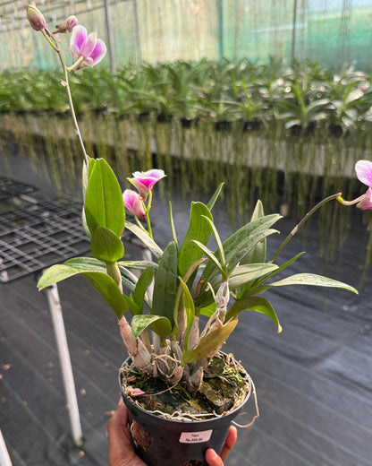Dendrobium Yaya