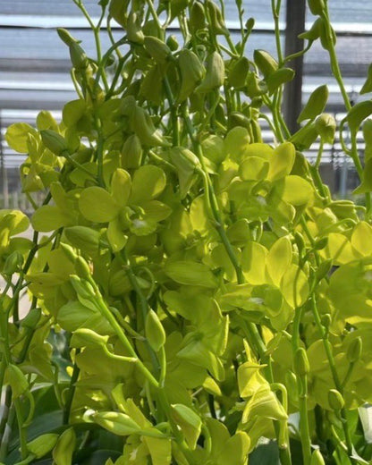 Dendrobium Yellow Prai