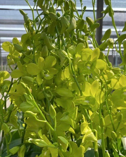 Dendrobium Yellow Prai