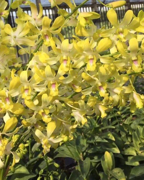 Dendrobium Yellow #58