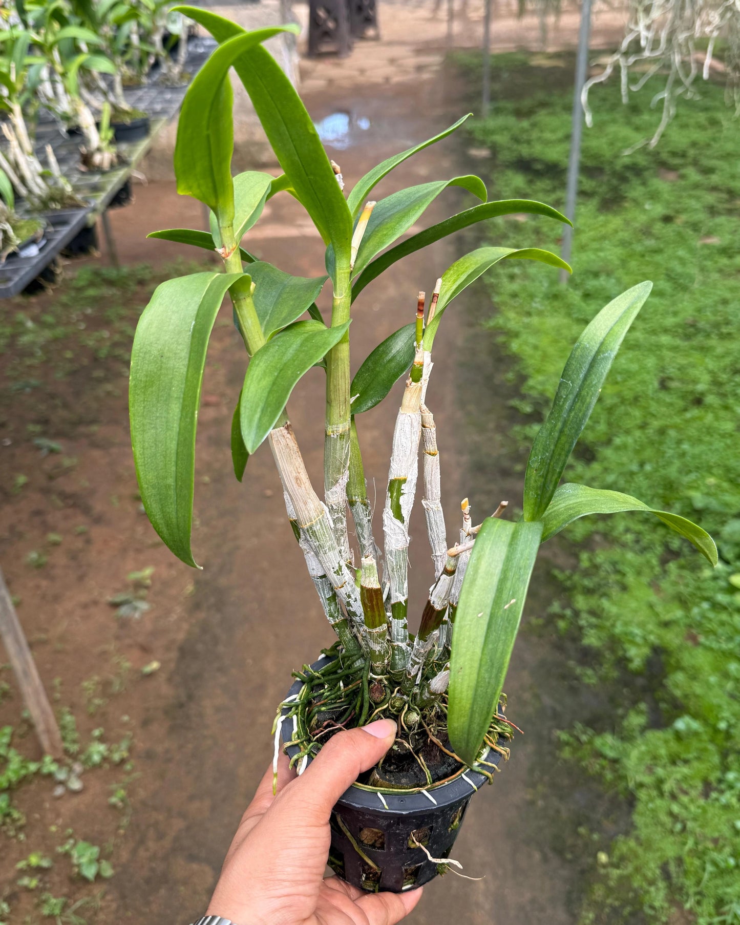 Dendrobium JK7 Yellow Red Line