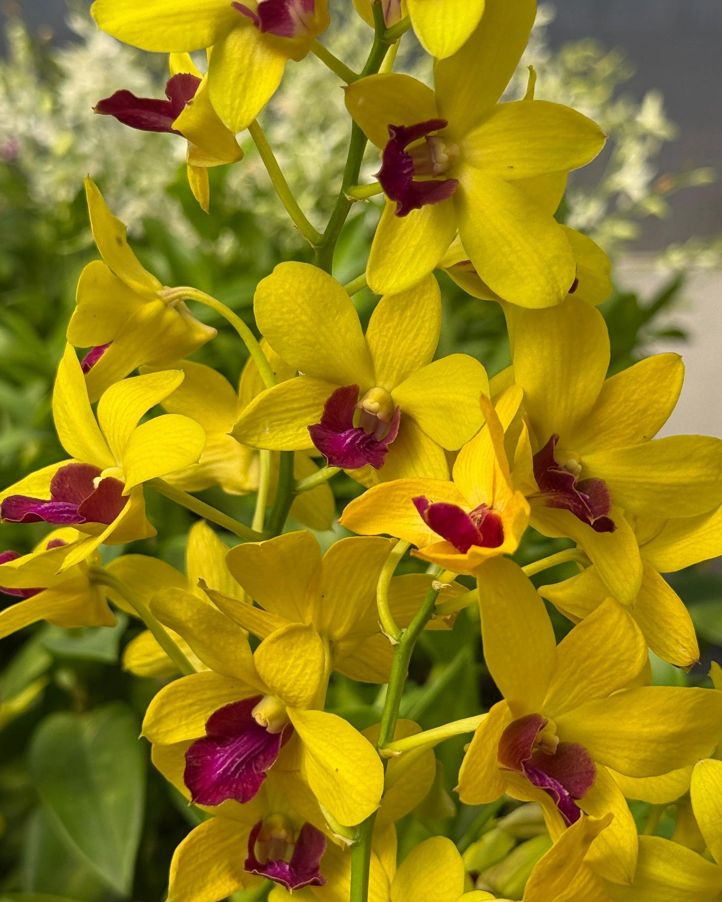 Dendrobium JK 16 Yellow Red Lip