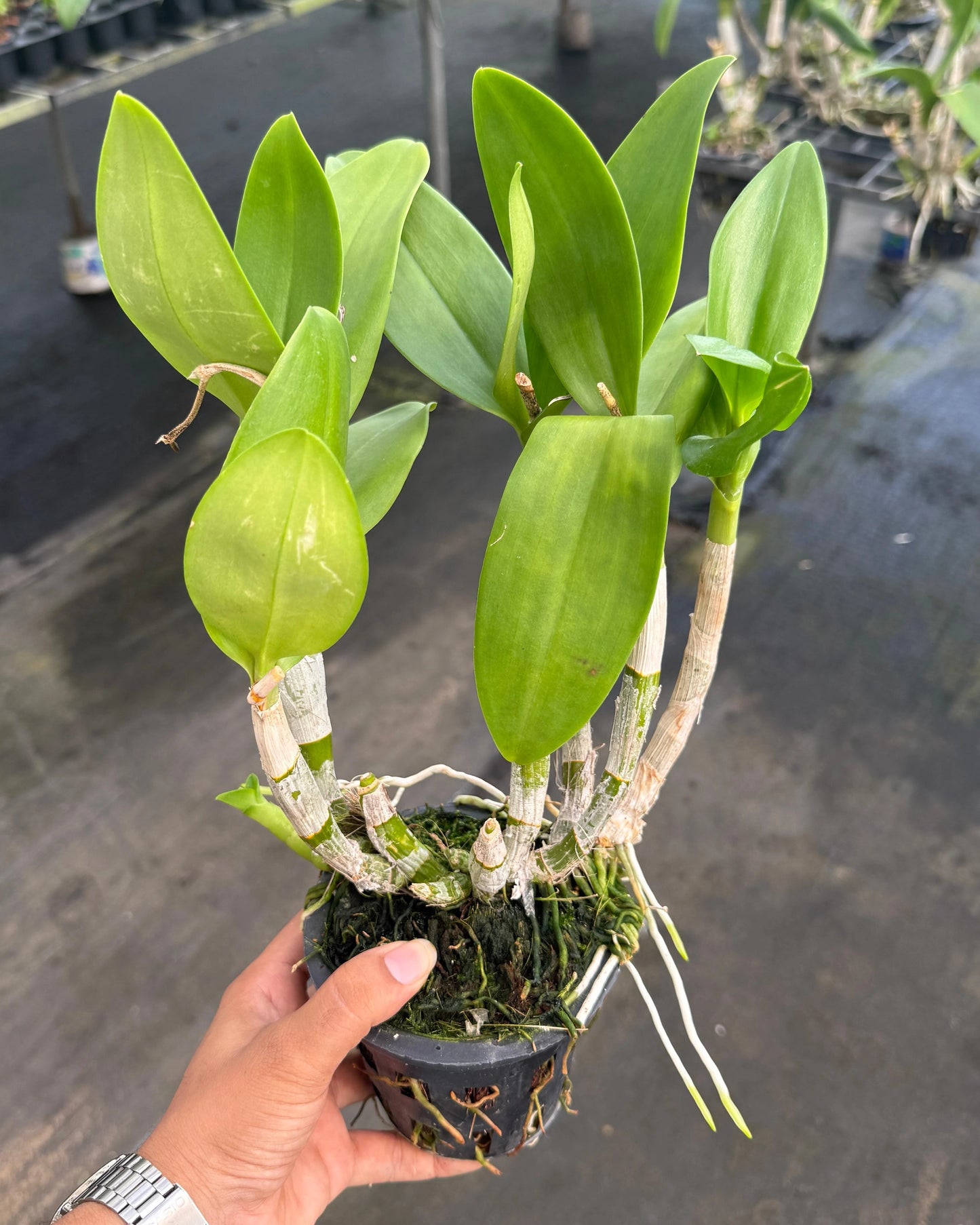 Dendrobium JK 16 Yellow Red Lip