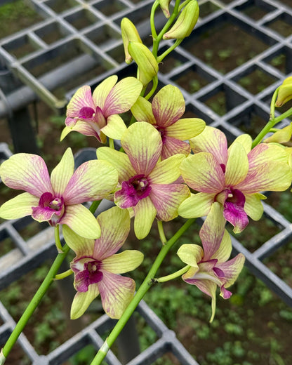 Dendrobium Yellow Chuyimah