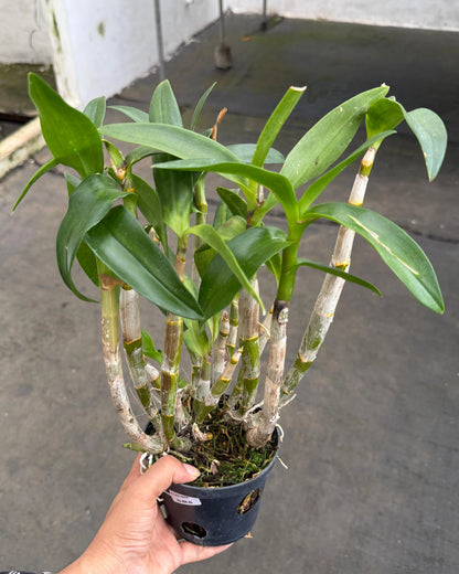 Dendrobium 1214 Yellow Chutimah
