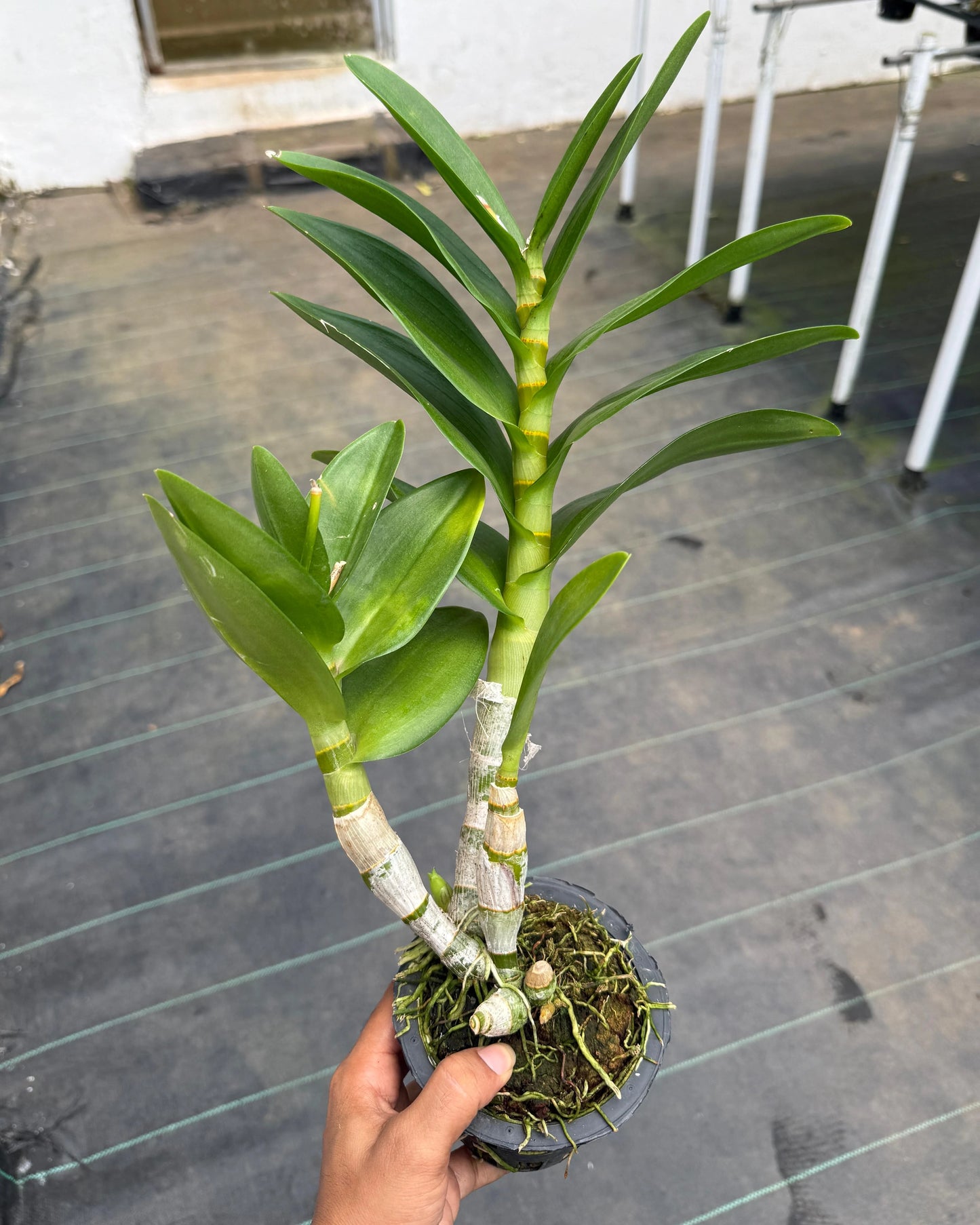 Dendrobium Yellow Monday