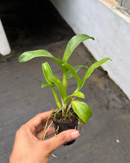 Dendrobium Yellow Prai