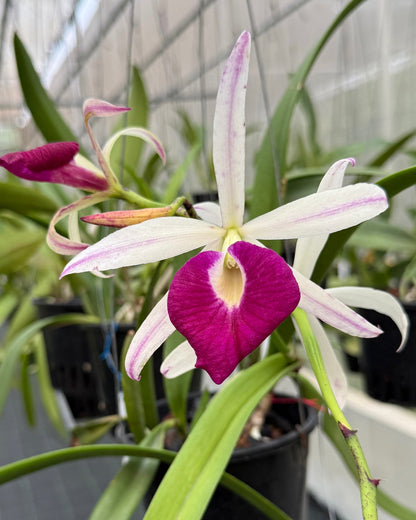 Cattleya Yuan Nan Star War