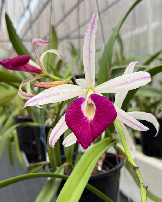 Cattleya Yuan Nan Star War